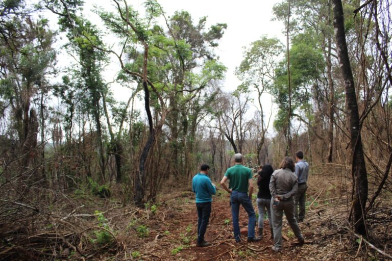 Misiones | Iniciaron los trabajos de restauración de las más de 340 hectáreas quemadas de Selva Misionera en la Reserva Guaraní de la UNaM