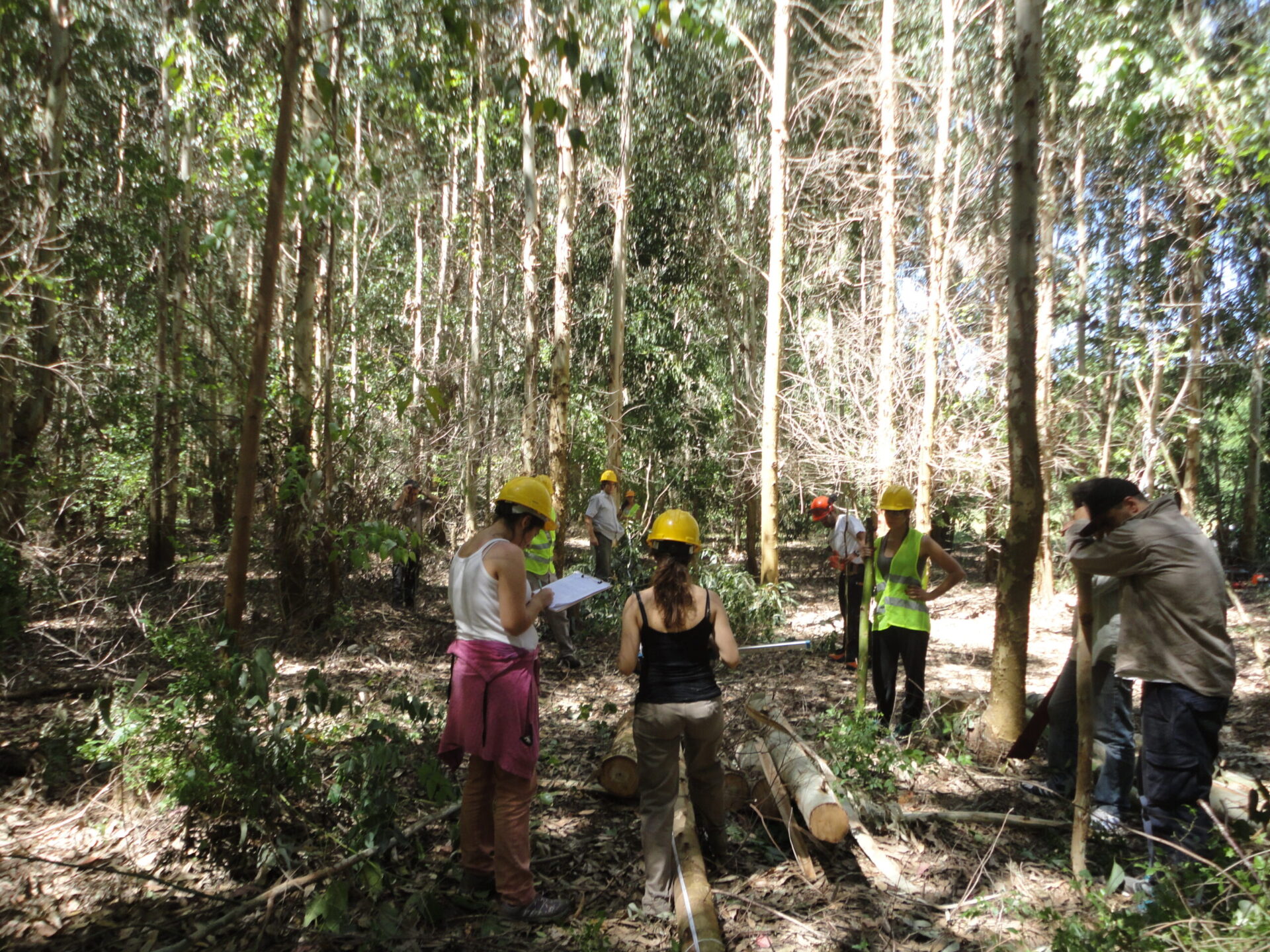 Ingeniería Forestal
