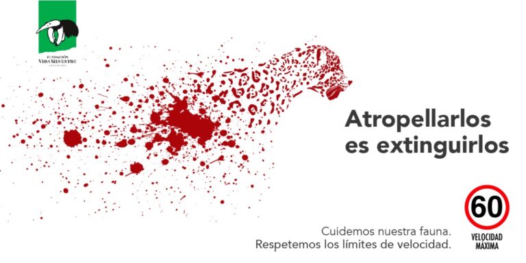 Fin de semana largo | Respetar los límites de velocidad al recorrer las áreas naturales para evitar atropellamiento de fauna y aves silvestres