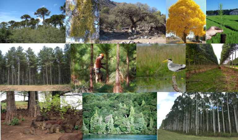 Agenda Forestal | Investigación, proyecciones y desafíos se expondrán en marzo en el Congreso Forestal Latinoamericano (CONFLAT) y V Congreso Forestal Argentino