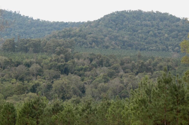 Carbono forestal | «En la Argentina hay una gran demanda de proyectos de captura y reducción de emisiones en empresas del sector que quieren equilibrar su huella de carbono»