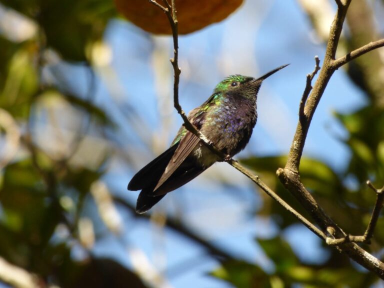 Educación ambiental | Jornadas de observación de aves en libertad con la guía del naturalista Ernesto Krauczuk en el Parque Provincial de la Sierra