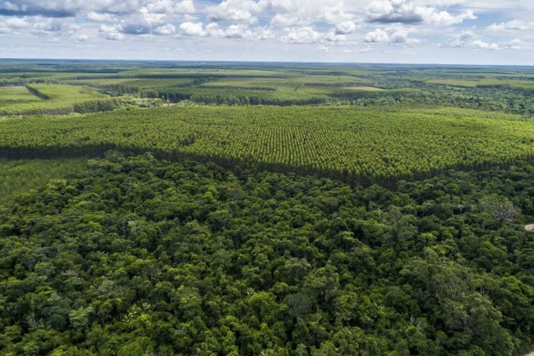 5º Encuentro Forestal Brasileño sobre innovación y tecnologías en la silvicultura de bosques cultivados