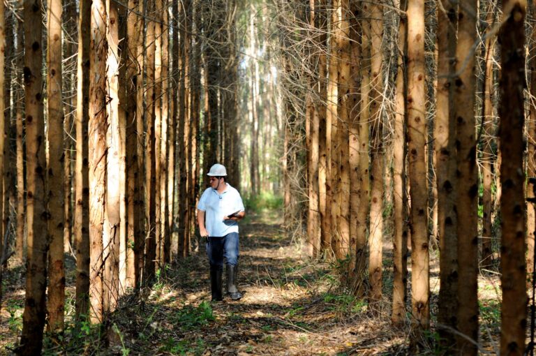 Brasil | La ecuación climática es uno de los impactos positivos de sector forestal