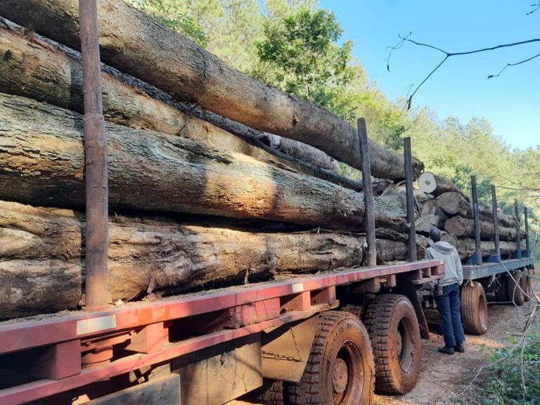 Cambio Climático | Referentes ambientales piden actualización de leyes que autorizan la explotación de bosques nativos en lotes privados en Misiones
