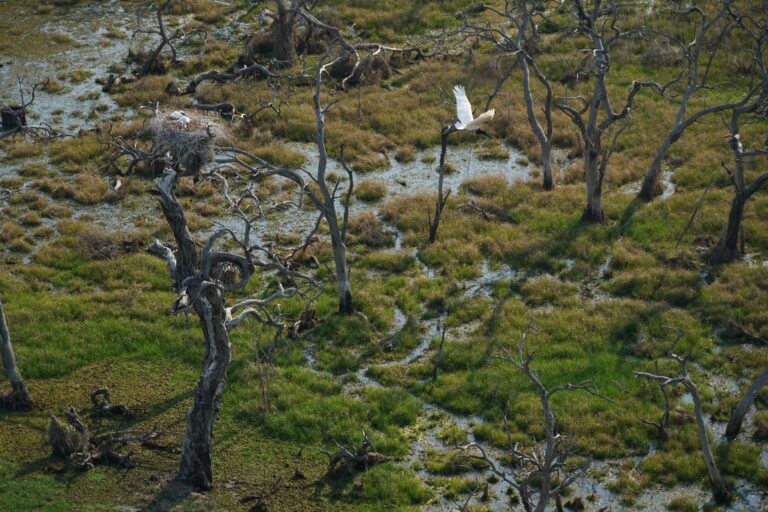 Paisaje Productivo Protegido | Más de 50 mil hectáreas del Gran Chaco serán destinadas a buenas prácticas agrícolas y conservación de bosques