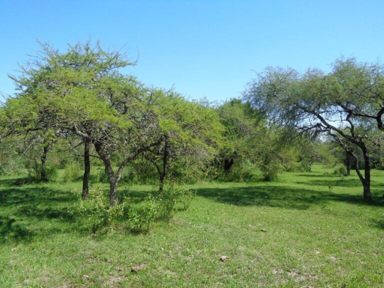 Neutralidad de la degradación de la tierra en bosques nativos del Espinal