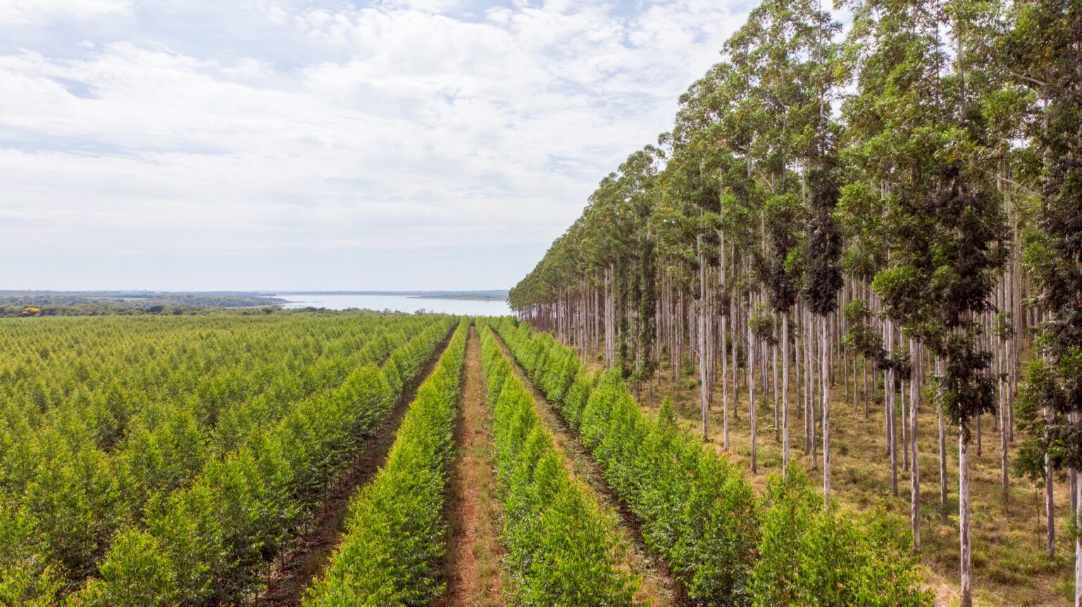 &iquest;Cu&aacute;les son las condiciones favorables para desarrollar inversiones en el sector forestal?