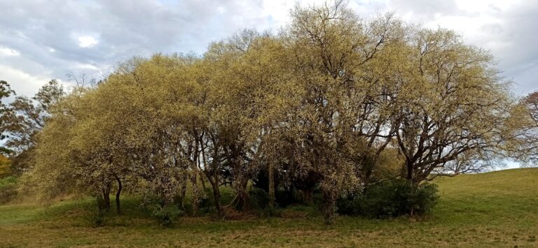 El ubajay, un recurso forestal no maderable subutilizado con gran potencial de diversificación y producción sostenible
