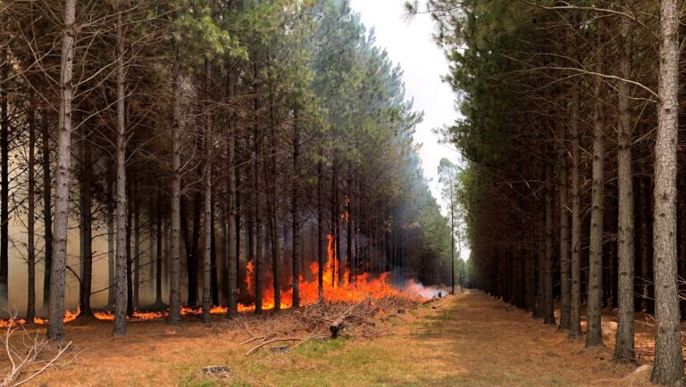 Prevención y Manejo de Fuego | Educación, concientización y capacitación como bases firmes de un plan para evitar o reducir incendios rurales