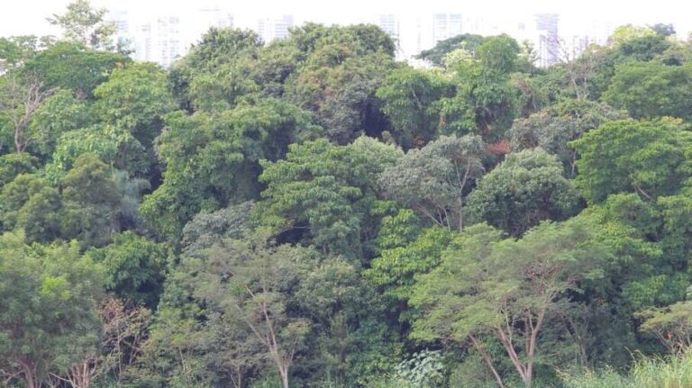 La agroindustria brasileña pidió a Biden 9.000 millones de dólares para preservar los bosques