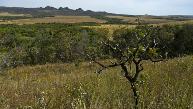 Cambio climático | El bioma del Cerrado brasileño enfrentará sequía y calor severos si no se frena deforestación