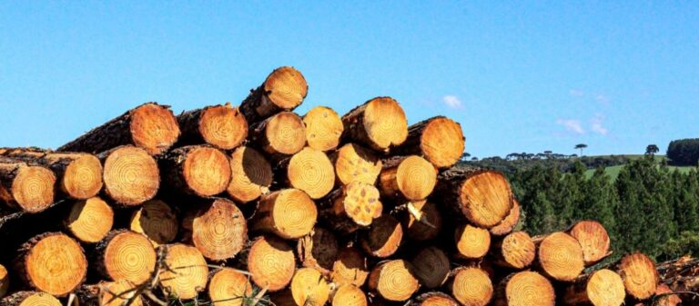 Brasil | El país registra 2 millones de hectáreas forestadas de especies de pinus, y en un 87% se encuentra en la Región Sur