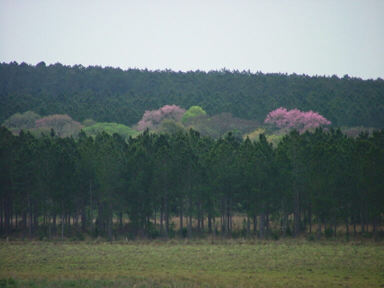 Forestación responsable | Forestal Las Marías, Tapebicuá y Lipsia fueron reconocidas por su gestión bajo los estándares FSC