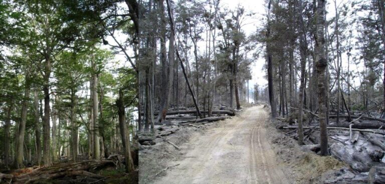 Restauración en bosques de lenga afectados por incendios forestales en Tierra del Fuego