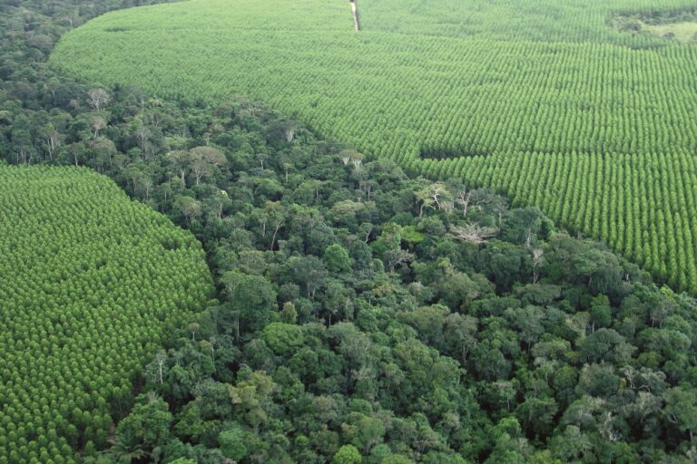 Brasil | Debatirán sobre restauración productiva y su impacto en la generación de empleo e ingreso en el VI Congreso Brasileño de Reforestación Ambiental