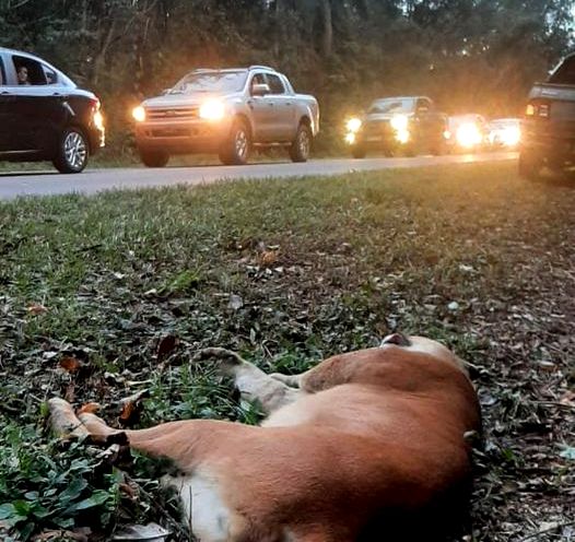 Parque Nacional Iguazú | Piden más prevención al circular zonas de áreas naturales en las rutas misioneras