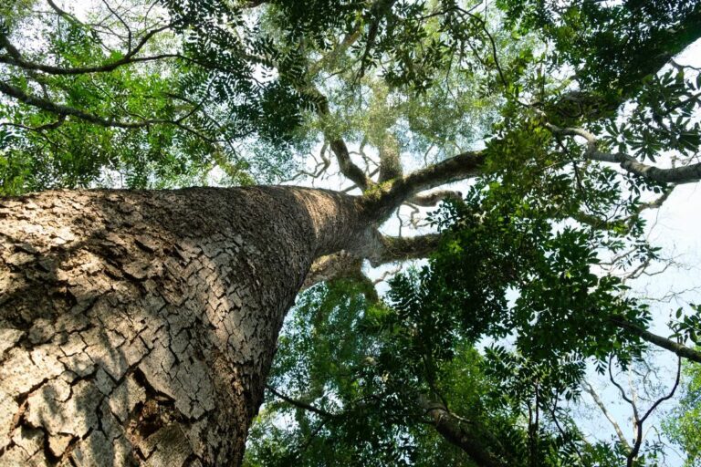 Colosos de la Tierra | Los árboles gigantes de la Argentina podrán postularse en el mayor concurso ambiental de la región que impulsan desde Paraguay