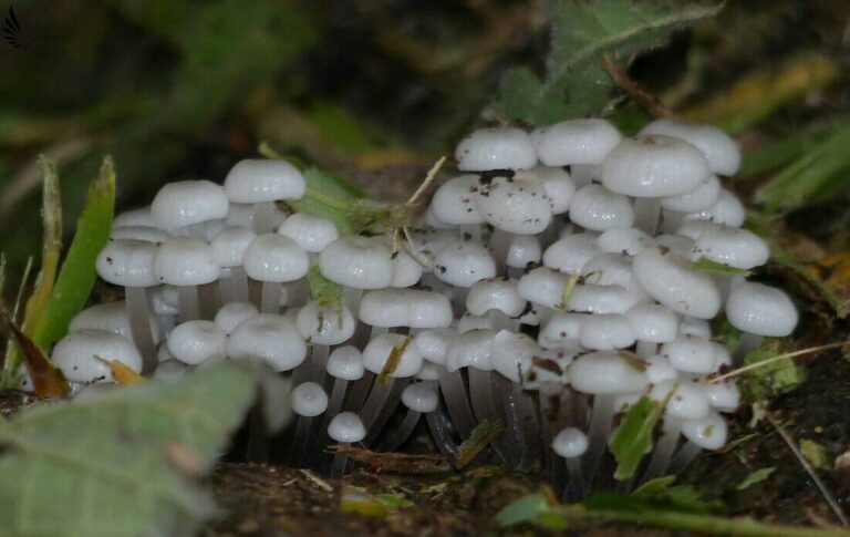 Informe IPBES | La ciencia ratifica el vínculo de la biodiversidad para la subsistencia humana y advierte sobre el peligro de uso insostenible de la naturaleza