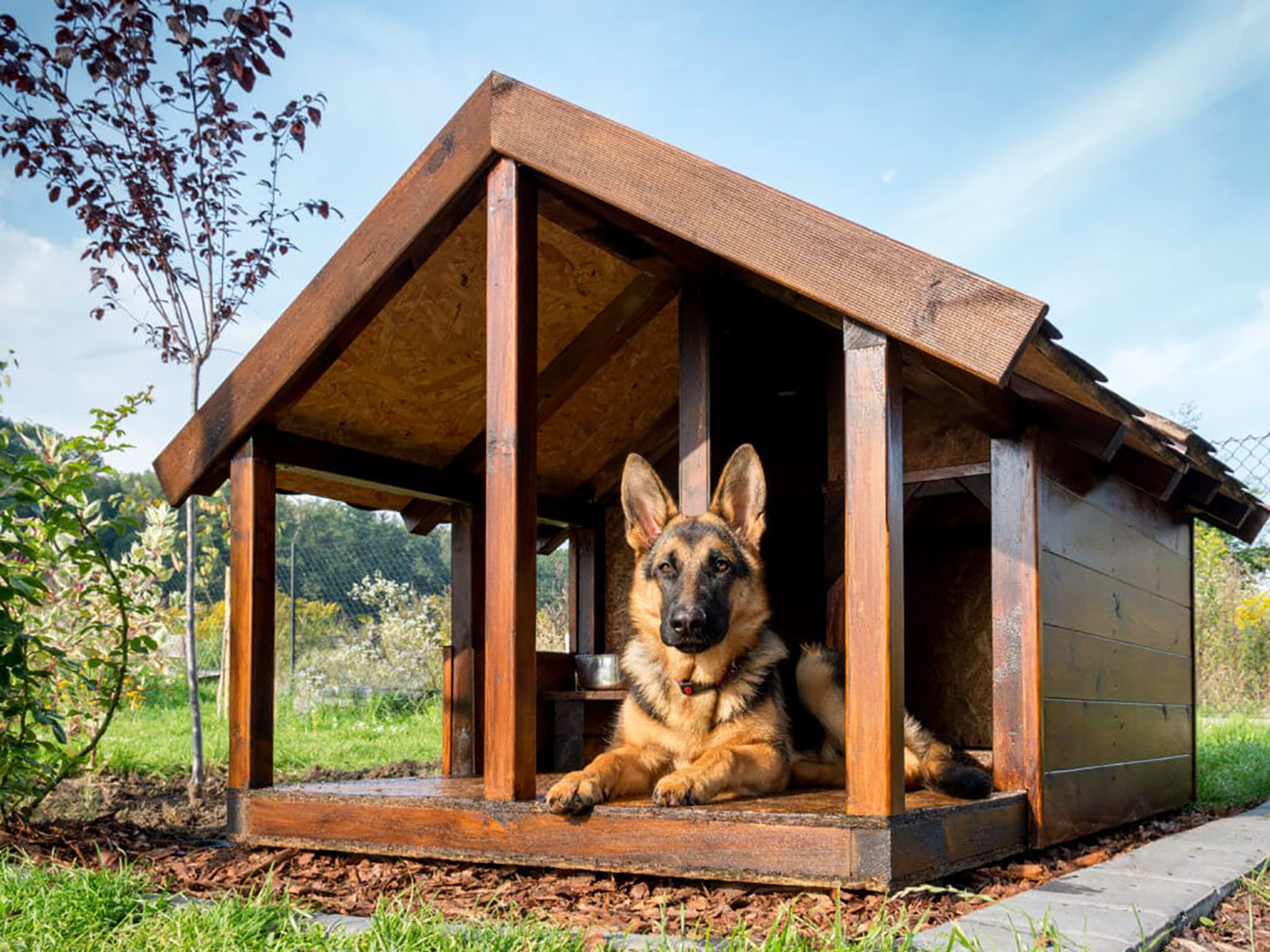 Más que nada explosión metal Madera & Mascotas | Cómo hacer estas vacaciones la casa sustentable para  tus perros - Argentina Forestal