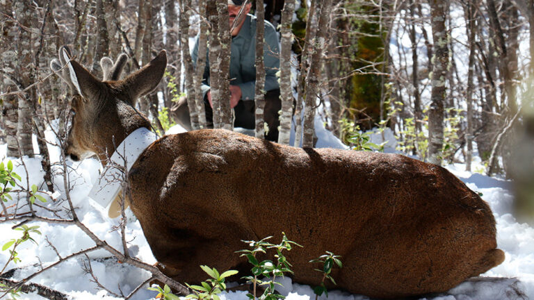 CONICET | Estudio demostró que la sobrecacería convirtió al huemul en una especie en peligro de extinción