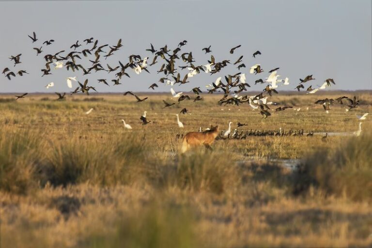 Organizaciones socioambientales rechazaron el discurso del presidente Milei a favor de la explotación de los recursos naturales : «La Constitución Nacional garantiza el derecho a un ambiente sano»
