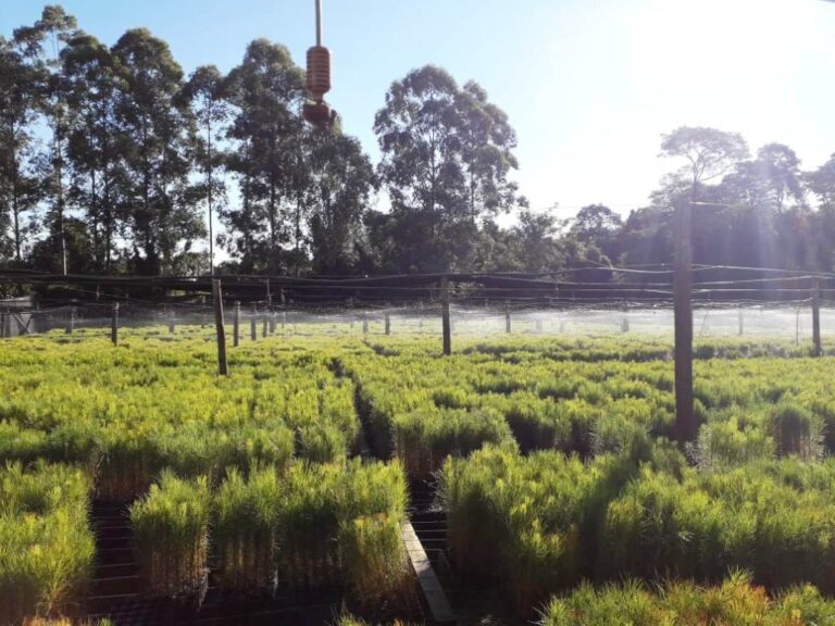 Misiones | Vivero forestal Hillu Wald proyecta aumentar su producción de plantines de pino hasta un 40%