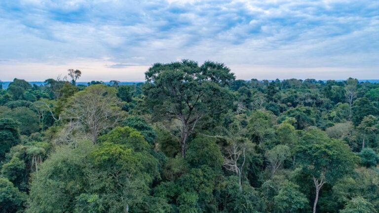 El Árbol, el aliado más importante para generar oxígeno, proteger el agua y brindar servicios ambientales a la humanidad 
