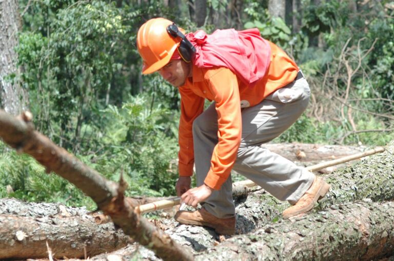 Trabajo rural | Se refuerzan los controles en el sector forestal en Misiones y Corrientes para erradicar la explotación laboral en el sector
