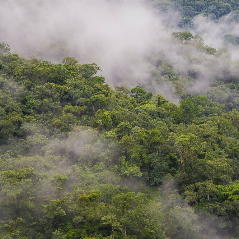 COFEMA aprobó instrumentos para agilizar la distribución de los fondos de la Ley de Bosques para fin de año