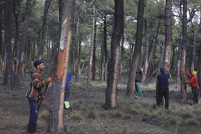 España | Promueven la cadena de valor de la resina como alternativa de desarrollo rural para pequeños y medianos productores forestales