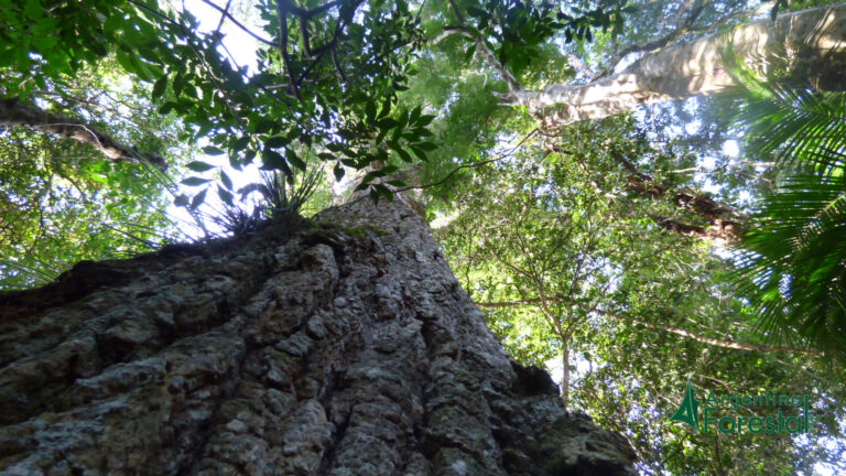 El valor vital de los árboles y el desafío de la convivencia en el territorio entre bosques nativos y plantaciones sostenibles