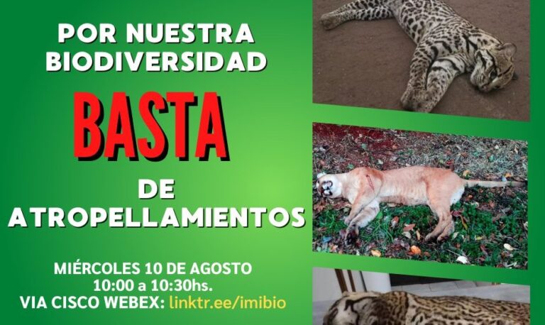 Parque Nacional Iguazú | El IMiBio y el Centro Güirá Oga exigirán reforzar acciones de prevención y sanciones más duras contra el atropellamiento de fauna silvestre