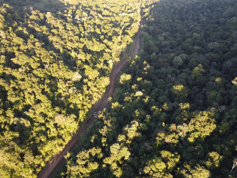 Día Mundial del Ambiente | Responsabilidad, humildad y transparencia son claves al momento de comunicar la neutralidad de carbono