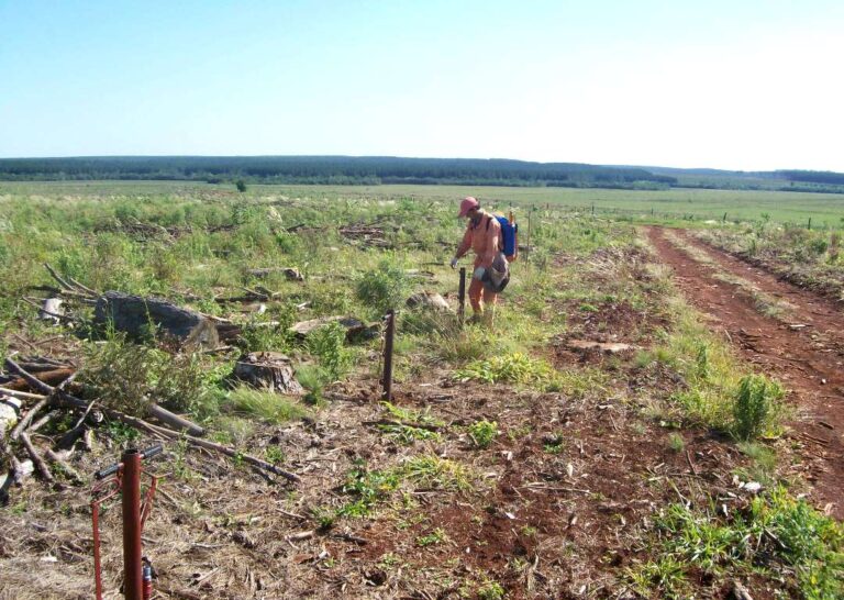 Se retomarán las evaluaciones de certificación de competencias para trabajadores forestales, sistema que permite a las empresas aumentar productividad y seguridad laboral