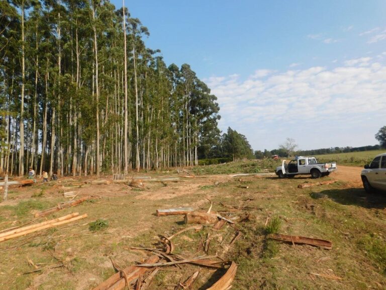 Entre Ríos | Trabajador forestal falleció en un accidente laboral al ser aplastado por un árbol de eucalipto