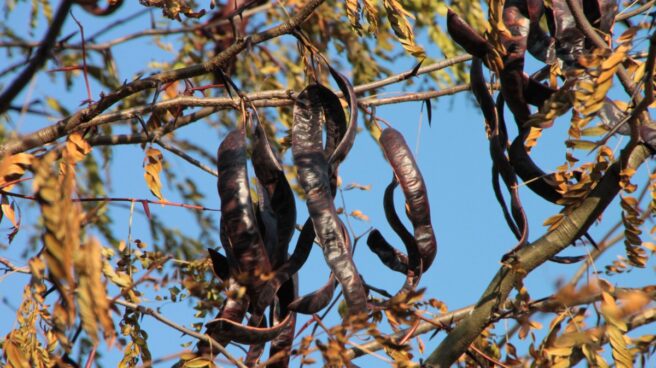 Mendoza | Hay 2 millones de hectáreas de bosques de algarrobo y sus frutos son una oportunidad de renta para el productor