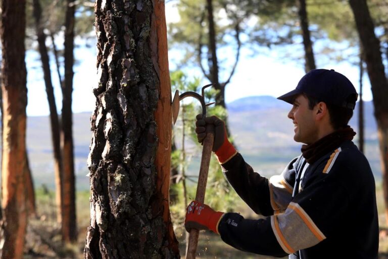 España | La experiencia de RESINLAB con productores forestales, creando un futuro sostenible para la resina