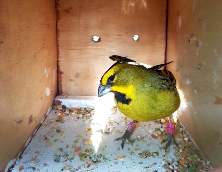 Buenos Aires | La Alianza Cardenal Amarillo liberó un nuevo grupo de la especie amenazada de extinción y son 92 los ejemplares que volvieron a su hábitat