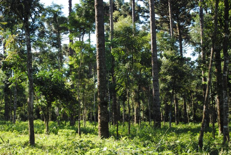 ¿Se puede producir madera y conservar la biodiversidad?