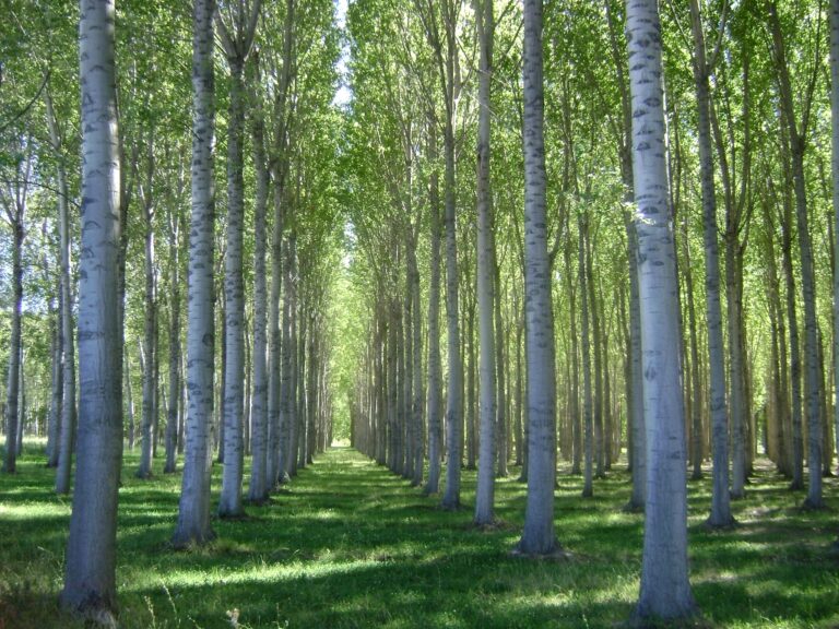 INTA | Precios de referencia de productos forestales del Delta del Paraná correspondientes a noviembre de 2024