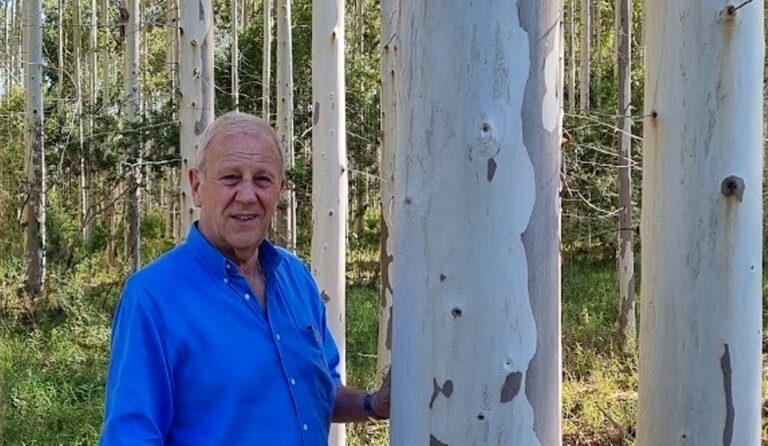 Daniel Maradei : «Argentina tiene base forestal para abastecer dos plantas de pasta de escala industrial y 10 mega aserraderos»