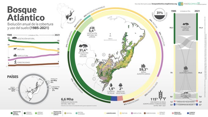 Un informe revela que Argentina perdió casi el 20% del Bosque Atlántico en los últimos 37 años