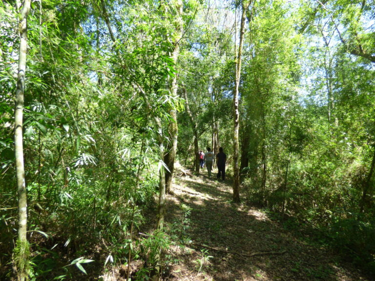 Los bosques reducen los riesgos para la salud, confirma un nuevo informe mundial de IUFRO