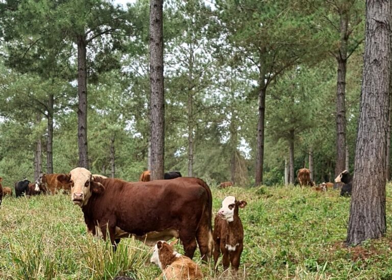 Misiones | Productores primarios advierten que se profundiza la pérdida de rentabilidad y se agrava el incremento de los costos de alimentos para las familias con el aumento de gasoil