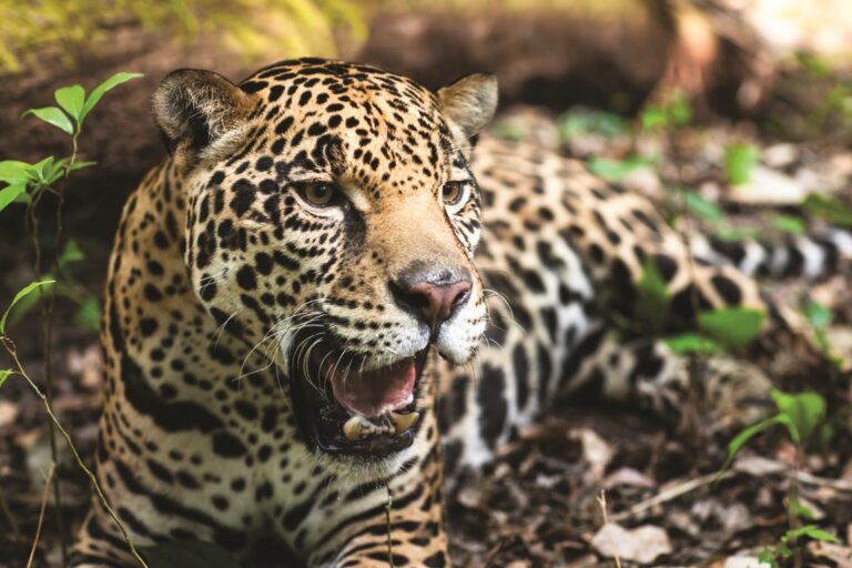 En el Día Internacional del Yaguareté remarcan la importancia ambiental de evitar la extinción del felino más grande de la Argentina