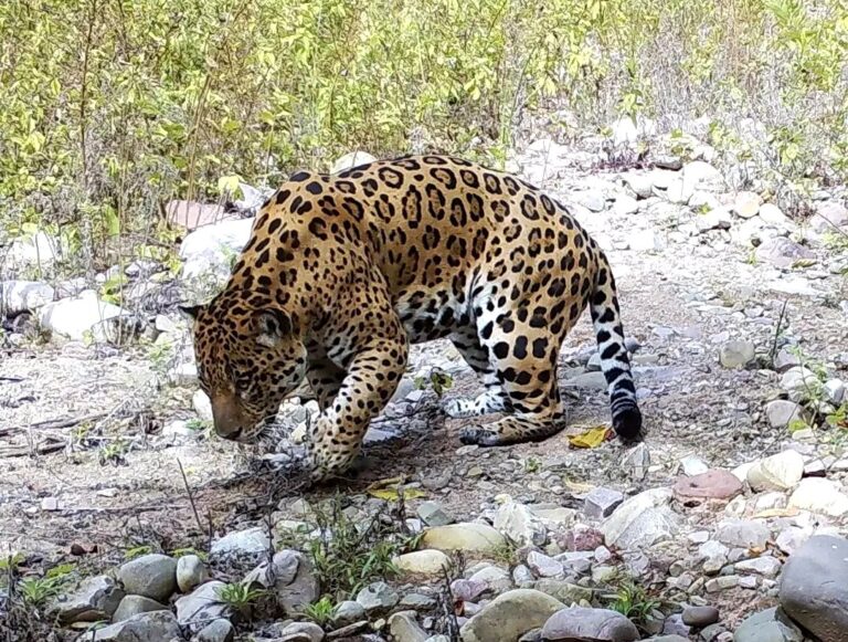 Jujuy | Registraron un bellísimo yaguareté en el Parque Nacional Calilegua