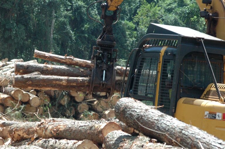 Misiones | La UNaM promueve una jornada debate con miradas críticas de investigadores sobre la expansión forestal en Argentina y Uruguay  