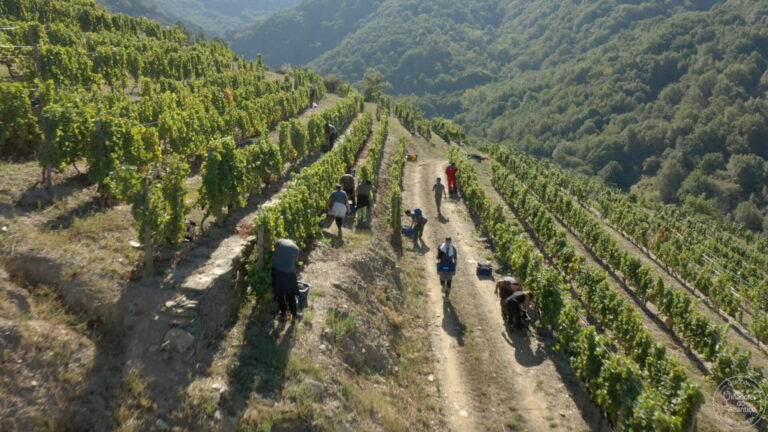 España | La viña, un cultivo sostenible en Galicia con «Viñadores do Atlántico»