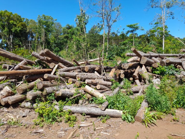 InFoPro Misiones | Rigen nuevos precios en agosto de la materia prima: la tonelada de raleo subió a $27.732 y el Chip pulpable $30.505